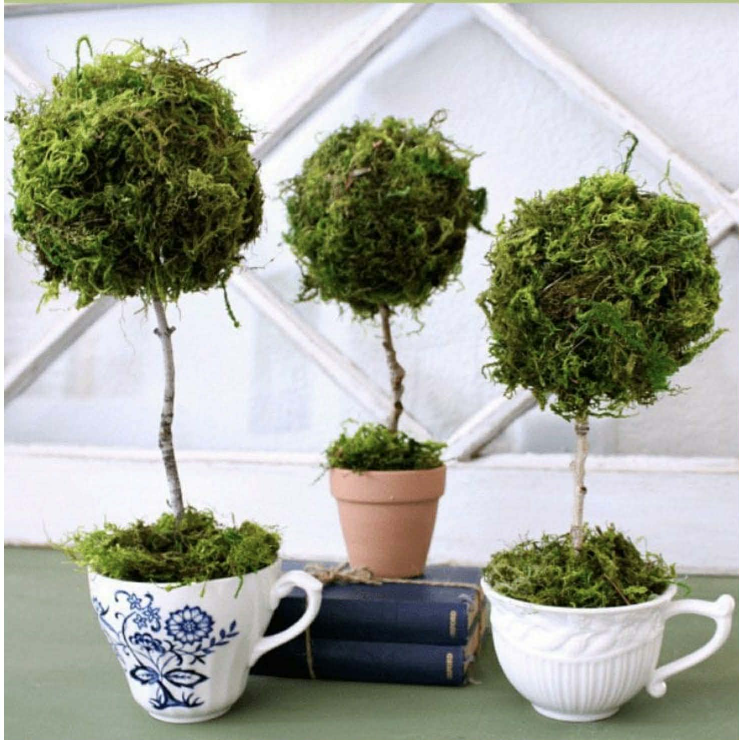 DROP-IN-DAY -TOPIARY IN A TEACUP Mini Workshop